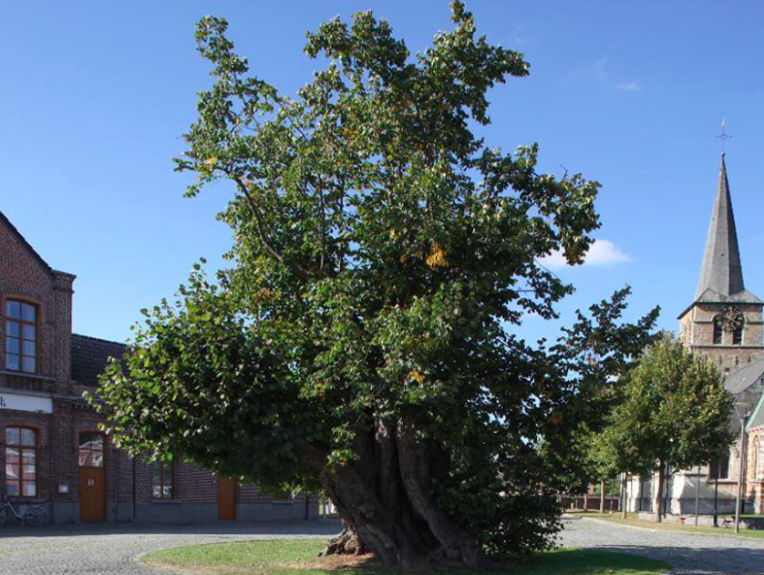 Belgium tree