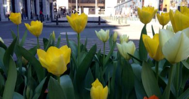 Photo1-Tulips