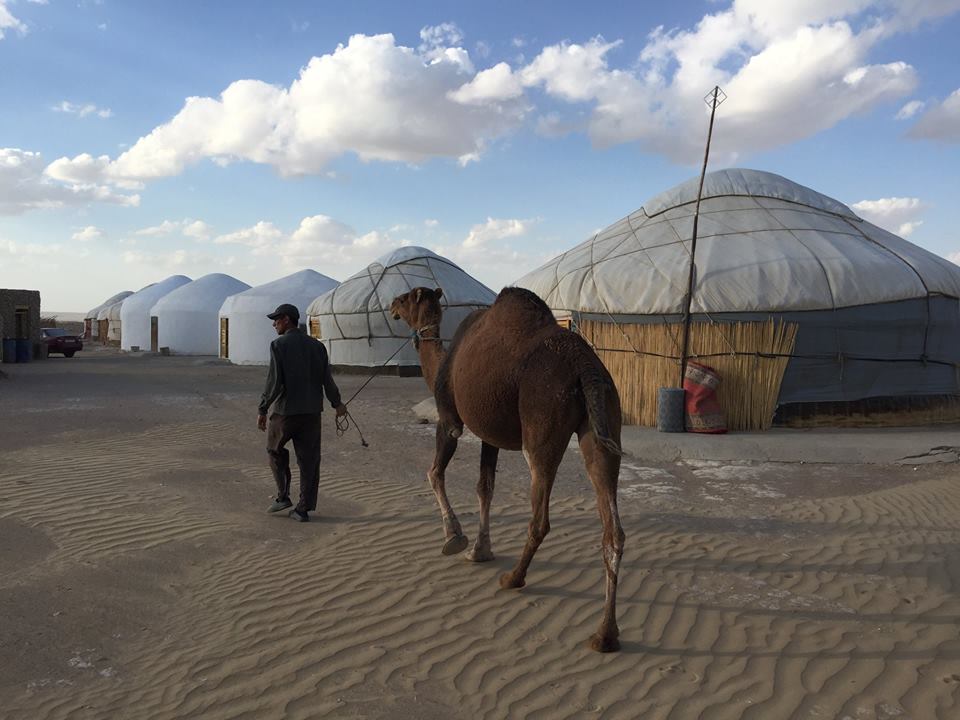 Walking camel